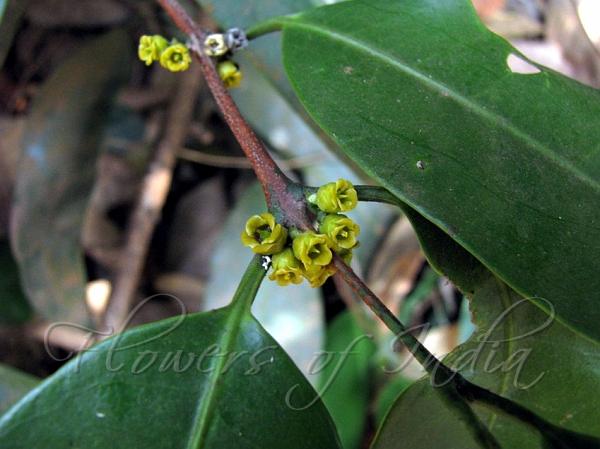 Oblong Leaf Salacia